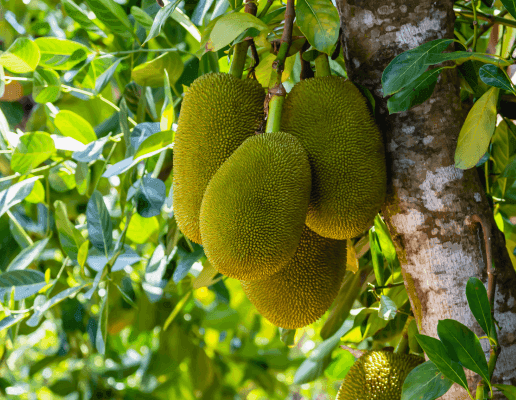 BIO kvalita a ekologické pěstování našeho jackfruitu cover