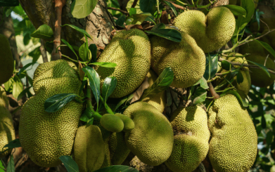 Jackfruit jako plodina budoucnosti