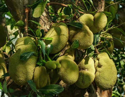 Jackfruit jako plodina budoucnosti